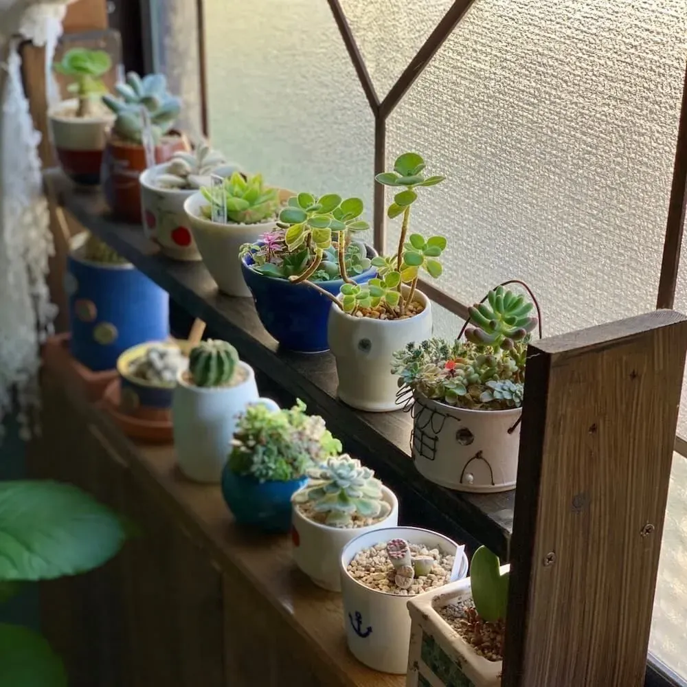 【多肉植物 おしゃれ 飾り方】さらに楽しむ！寄せ植えと増やし方
