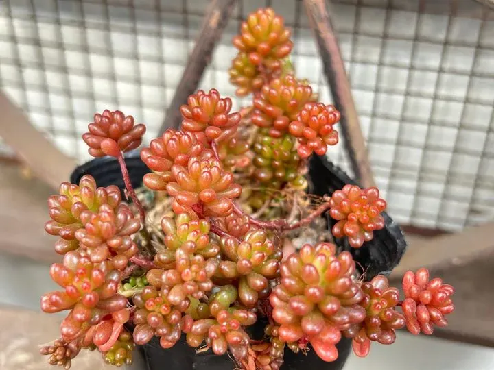 【実録】多肉植物 レア品種を枯らさない！失敗から学ぶ育て方のポイント