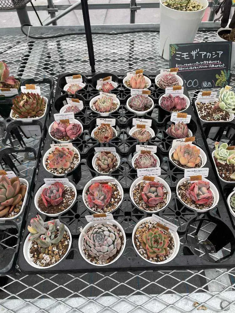 あなたにぴったりの多肉植物 お店の見つけ方
