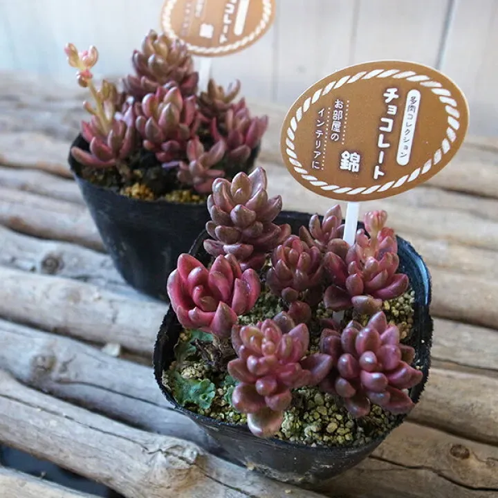 これが「多肉植物 チョコレート」！代表品種カタログ
