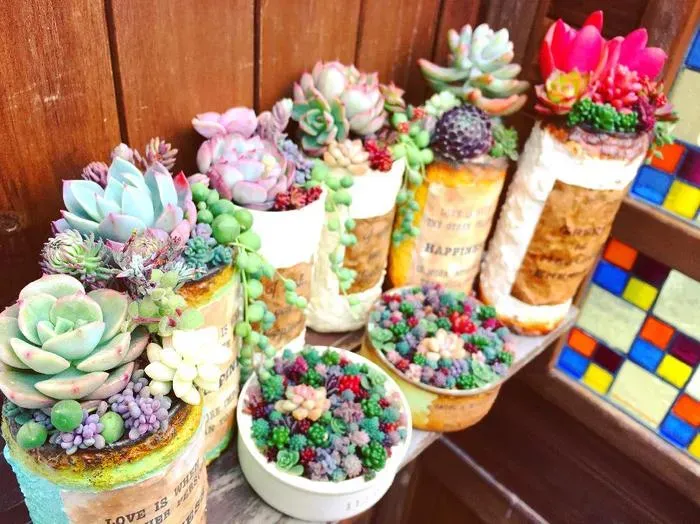 なぜ多肉植物はこんなに「かわいい」の？その魅力に迫る