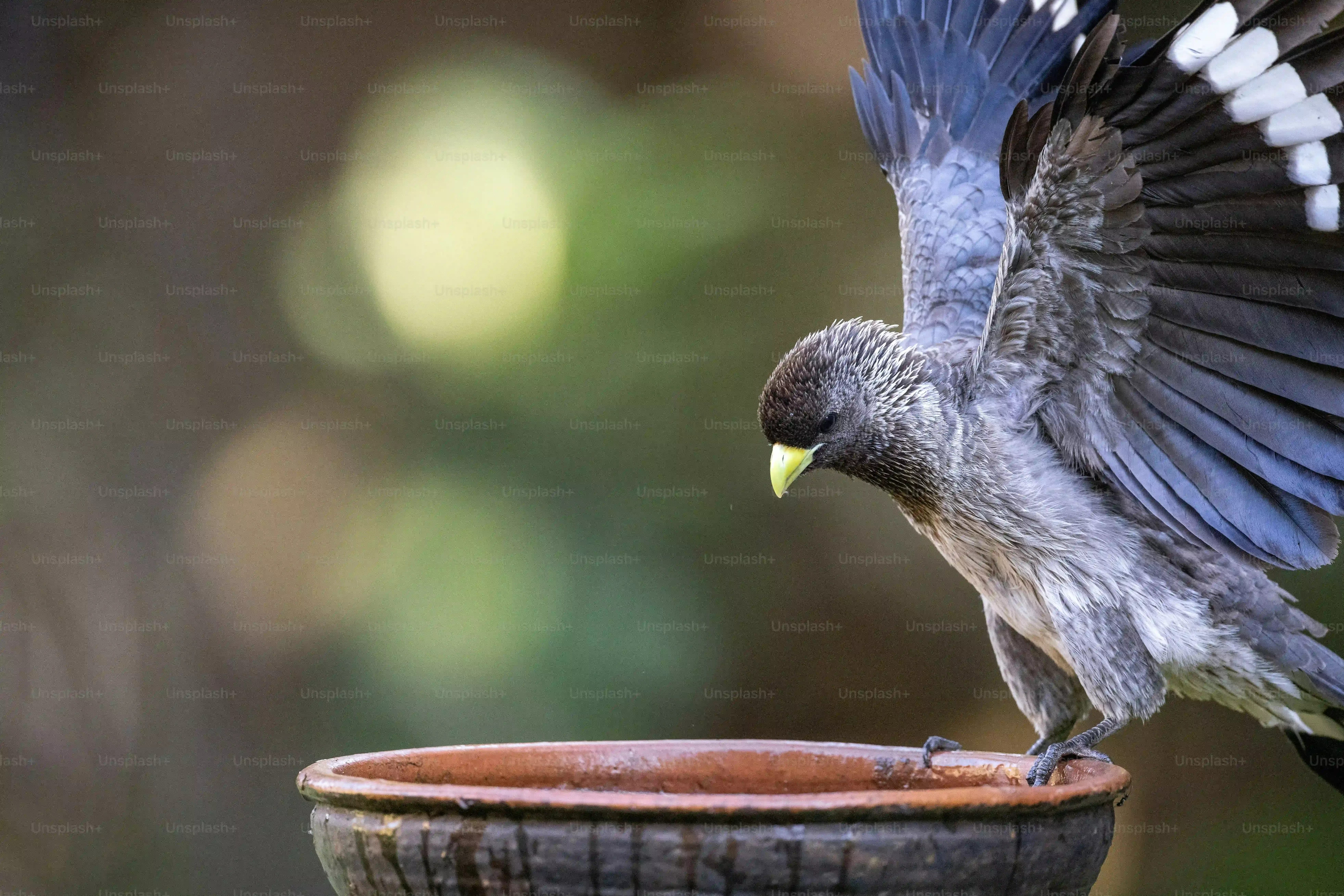 なぜ多肉植物は鳥に食べられる？意外な理由
