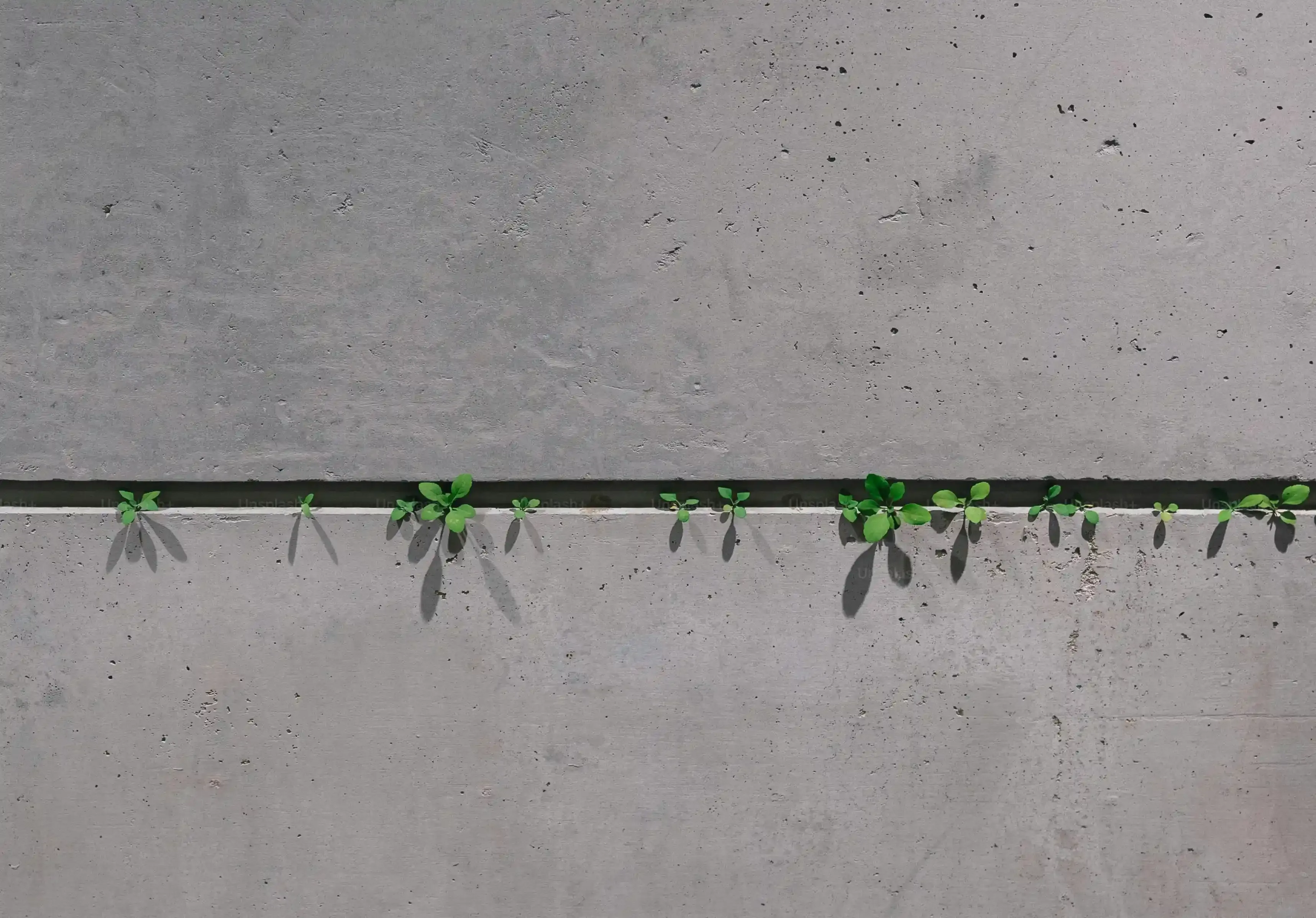 もし多肉植物が徒長しちゃったら？仕立て直しガイド