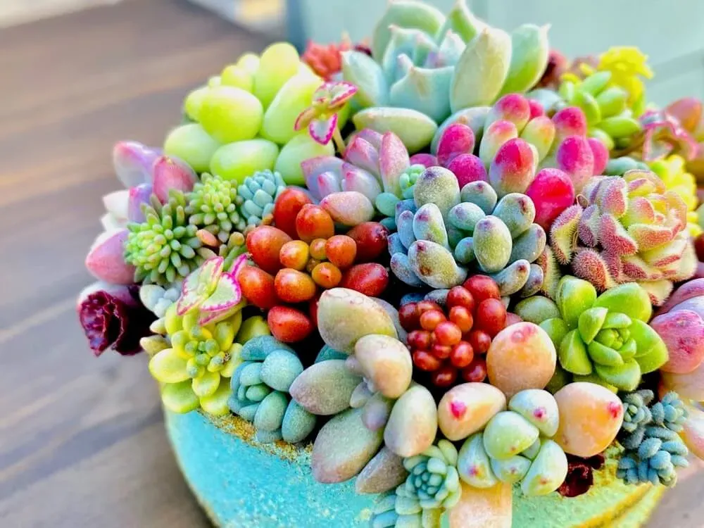 もっと素敵に！多肉植物のかわいい飾り方と寄せ植えアイデア