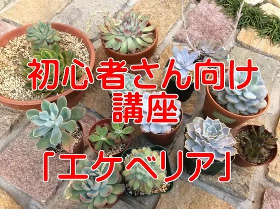 エケベリアってどんな多肉？ 初心者でも楽しめる魅力