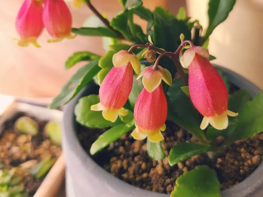 カランコエ 育て方 簡単！元気に育つ土選びと植え替え