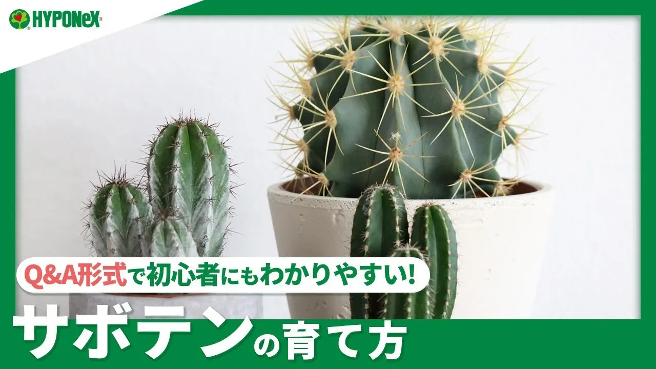 サボテン 育て方 初心者におすすめの理由