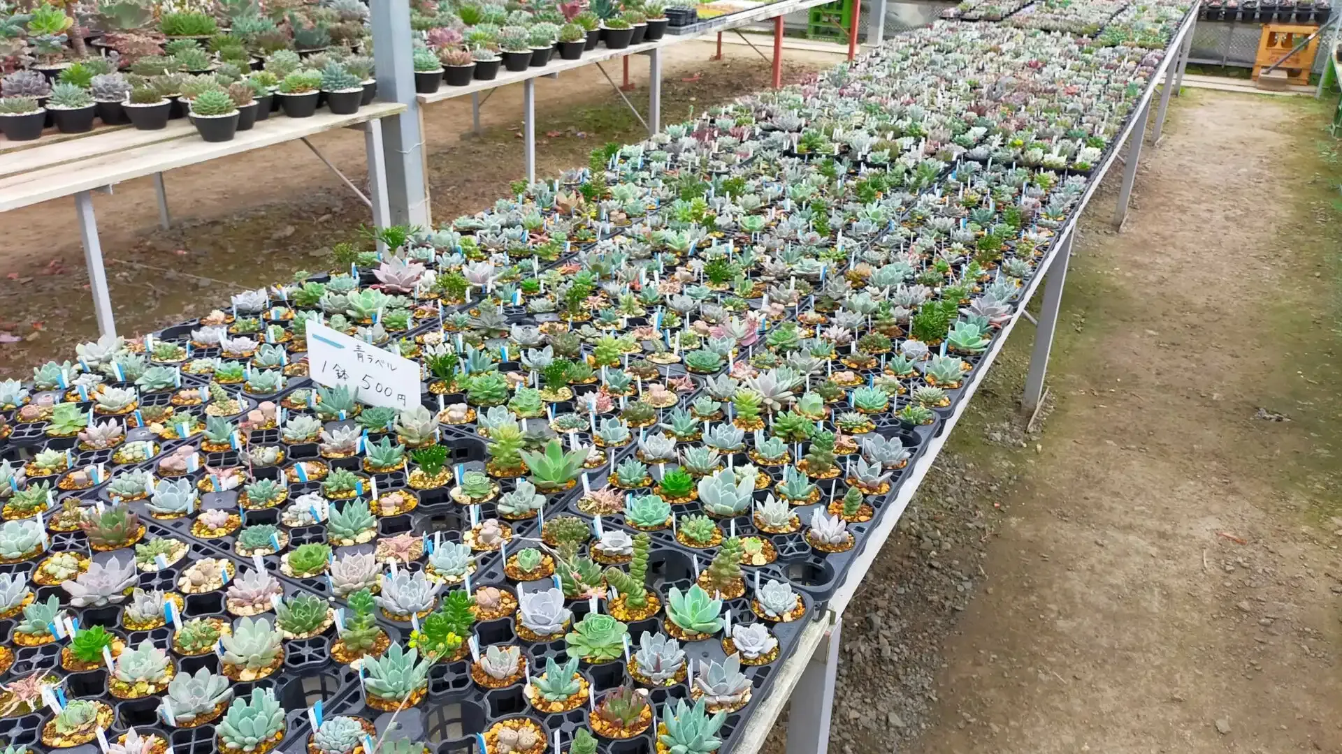 ネットで多肉植物をたくさん探すメリット・デメリット