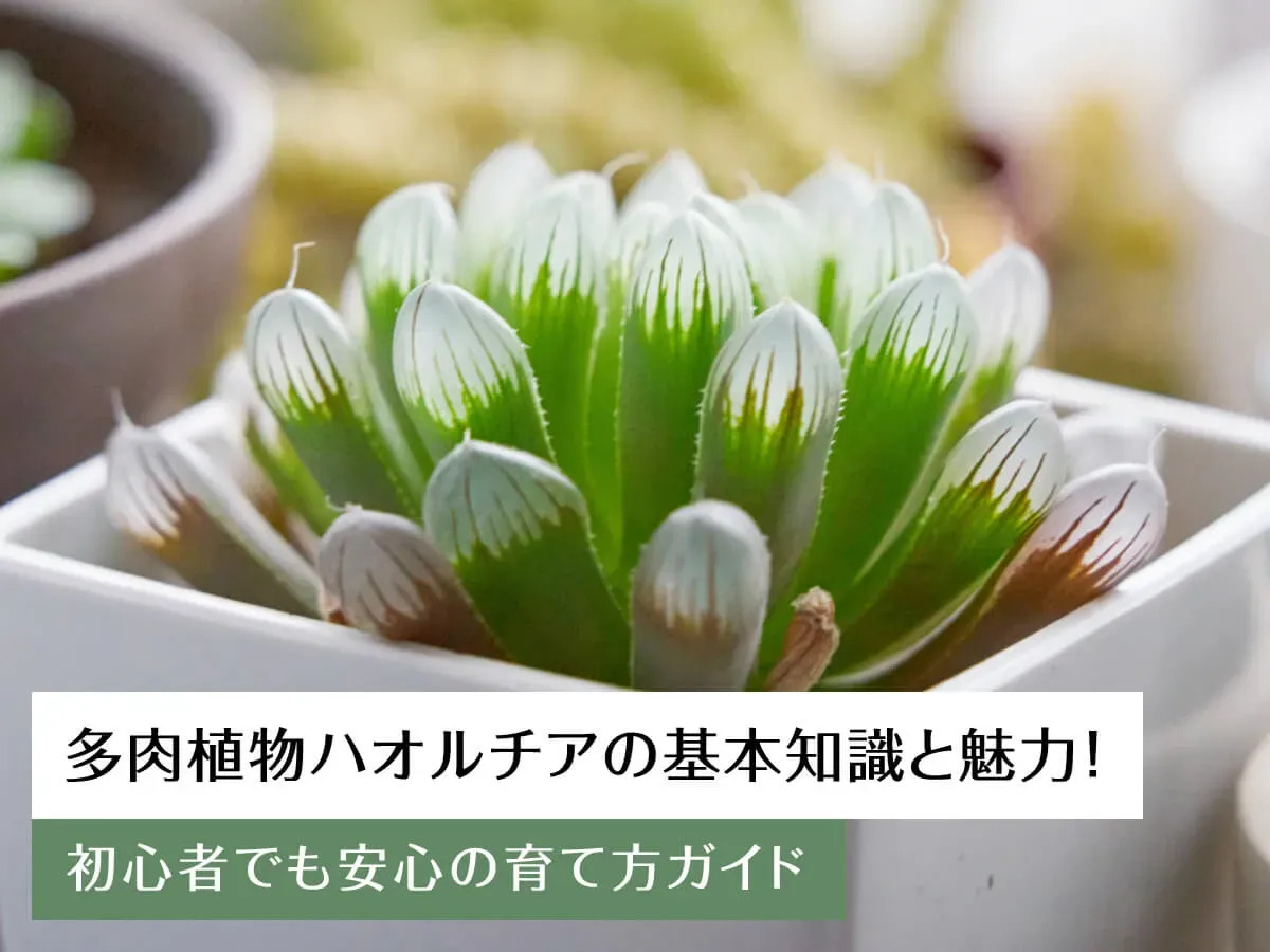 ハオルチア 育て方 初心者が知っておくべき基本のケア