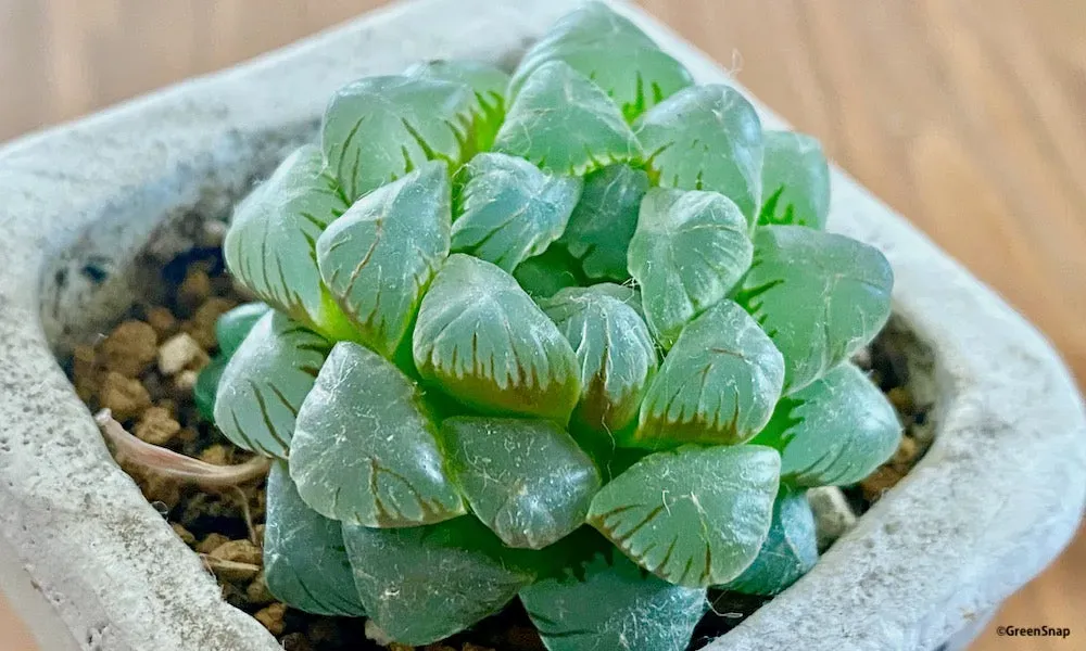 ハオルチアってどんな植物？なぜ初心者に人気なのか