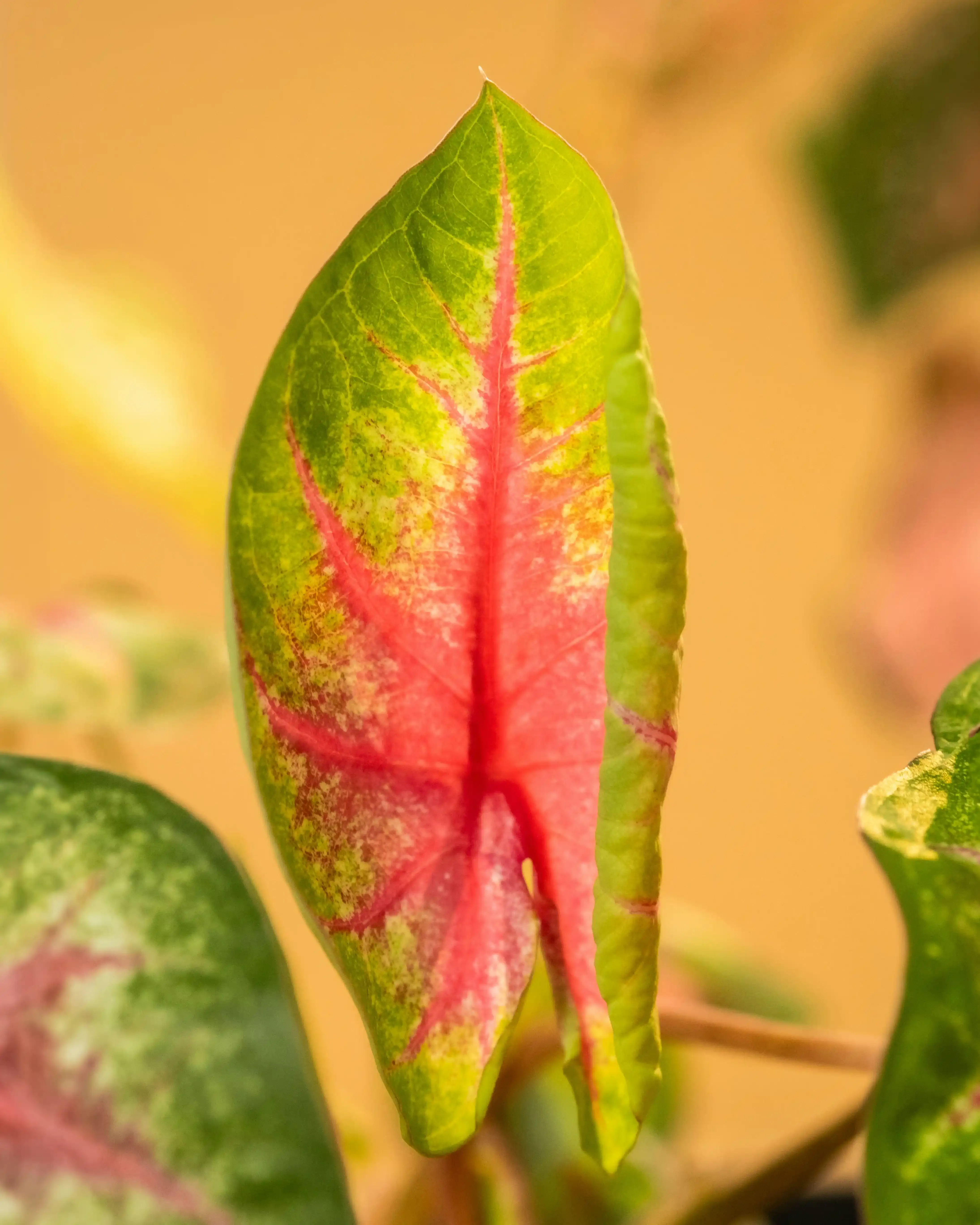 一年を通して楽しむ：薄化粧の季節ごとの管理