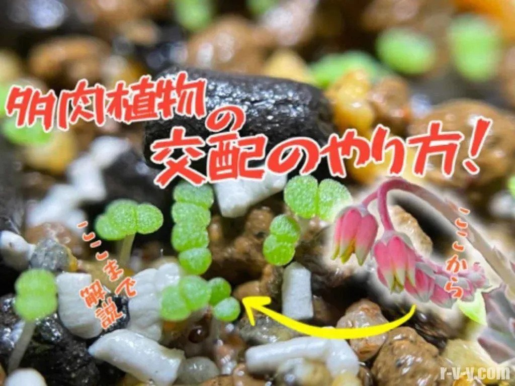 交配で生まれる自分だけの多肉植物