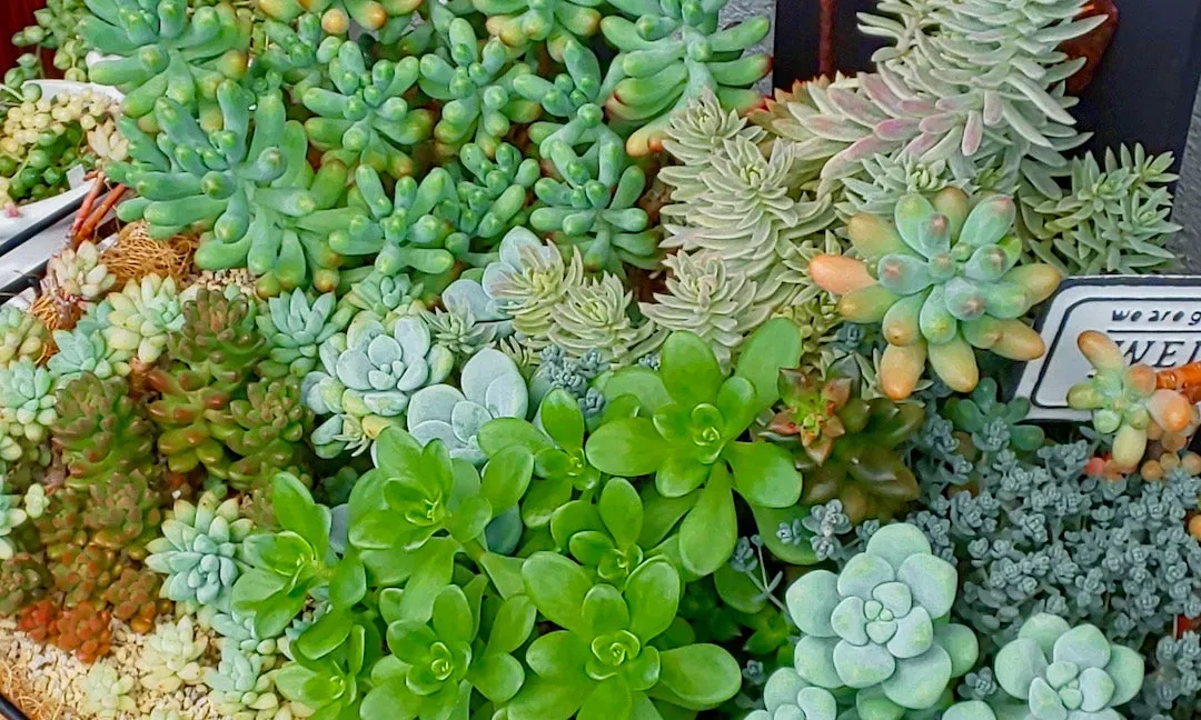 人気の多肉植物 セダム 種類を一挙紹介