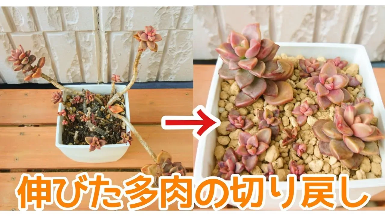 伸びすぎた多肉植物、どうする？原因と多肉植物 切り戻しの基本