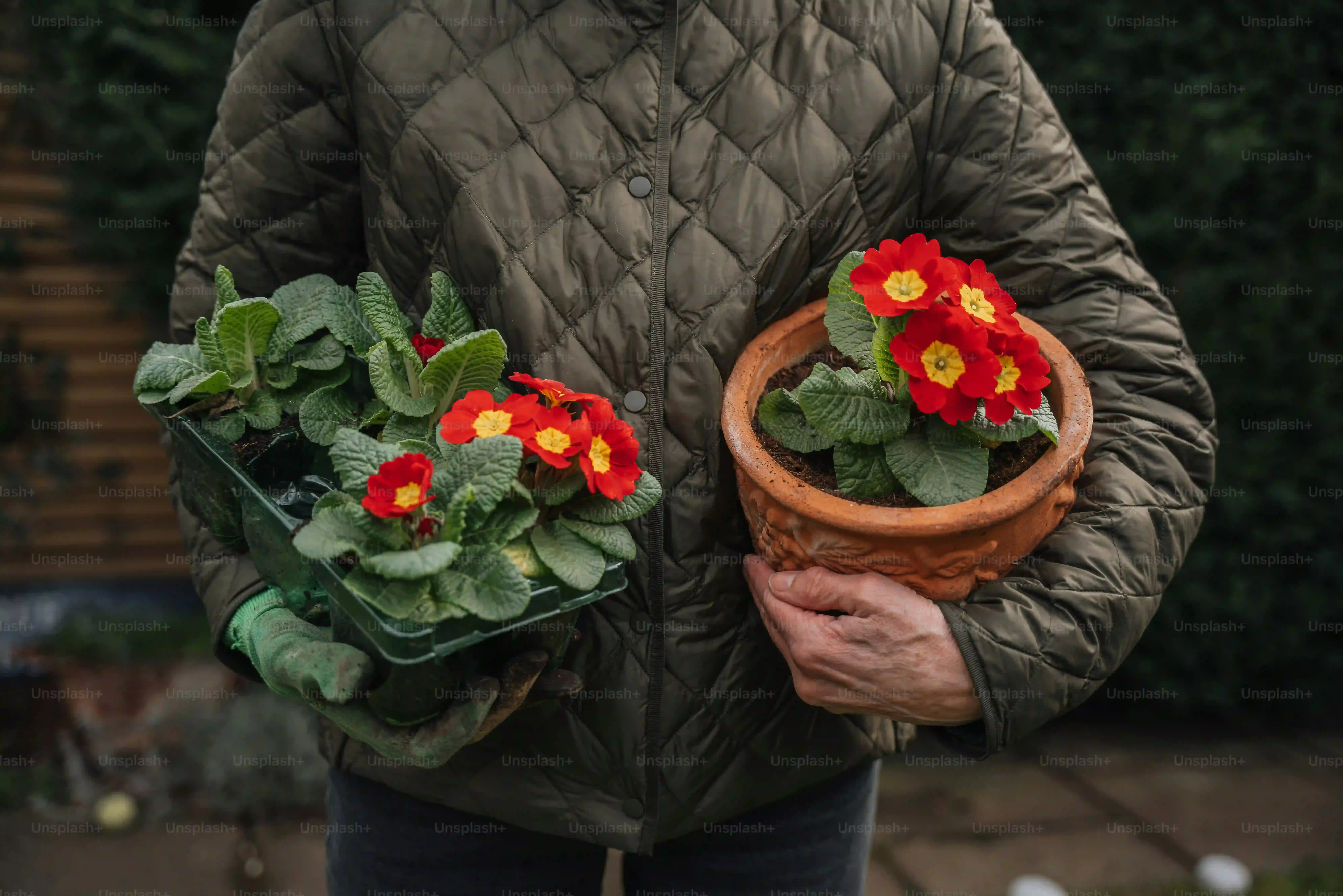 冬でも比較的強い？多肉植物を冬に外に放置できる品種選び