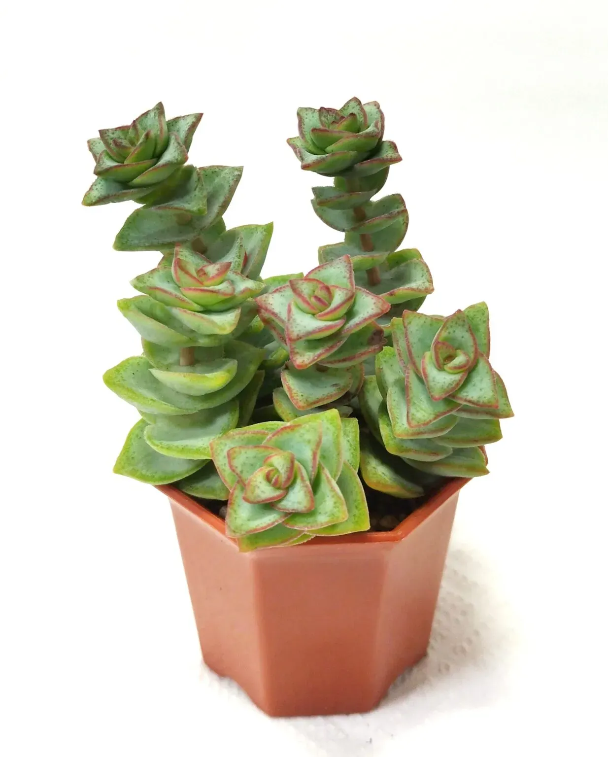 初めてでも大丈夫！多肉植物 クラッスラ属の基本の育て方