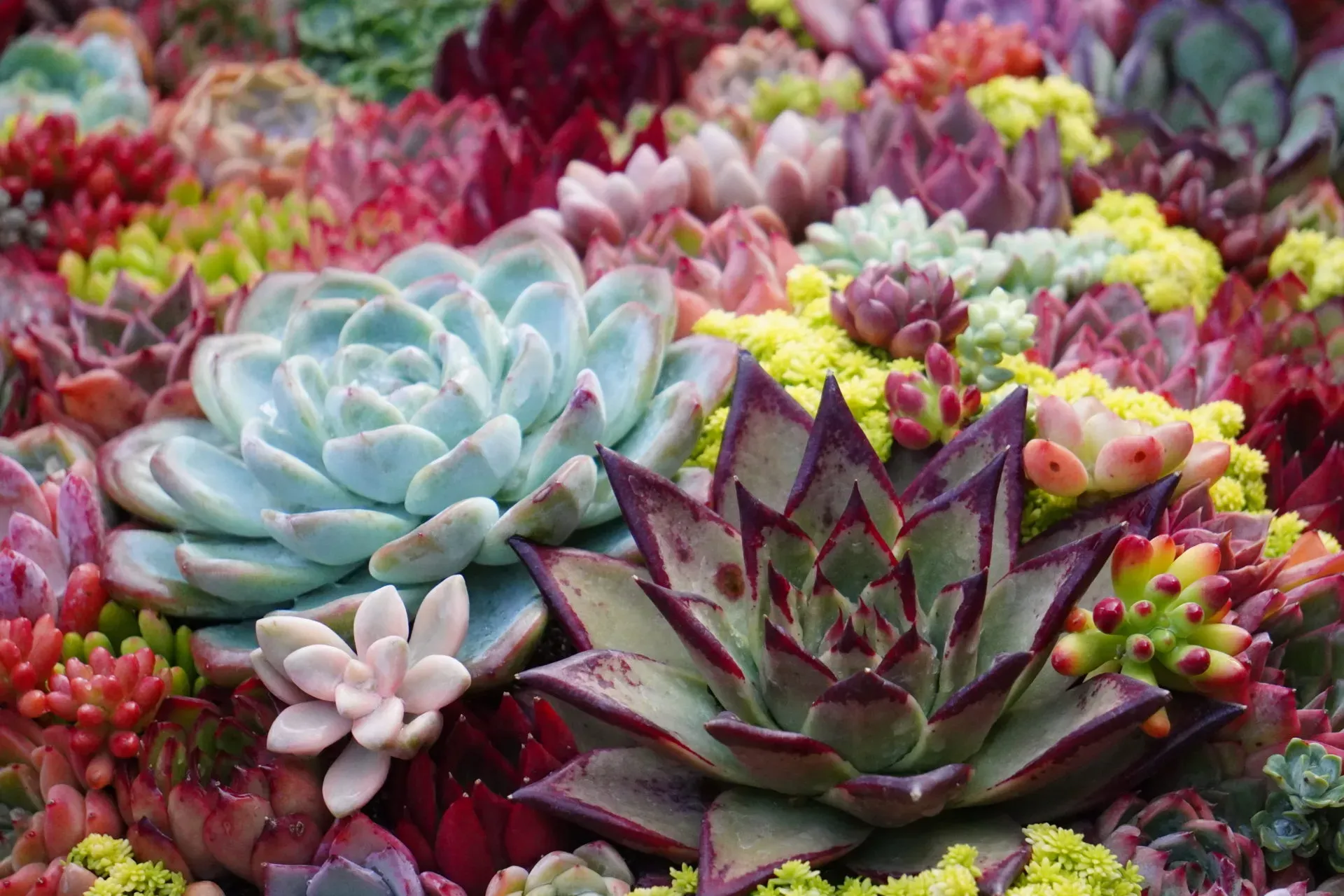 初心者でも大丈夫！多肉植物の育てやすさの秘密