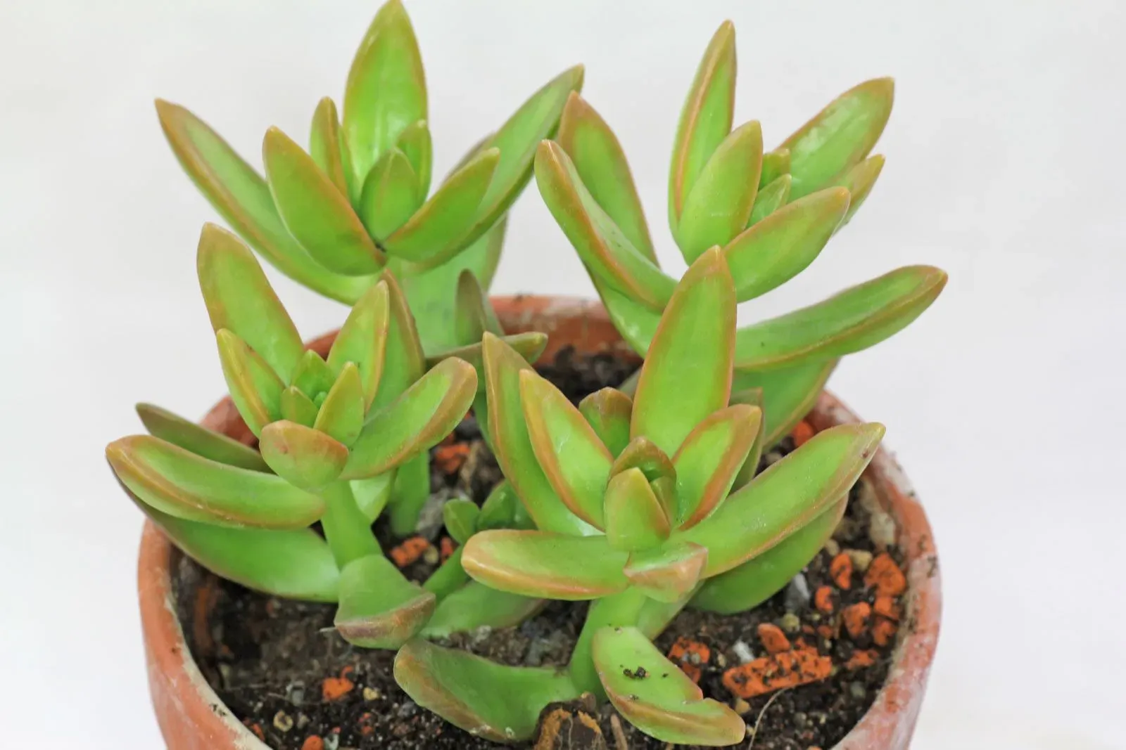 初心者でも失敗しない！多肉植物 銘月の基本の育て方