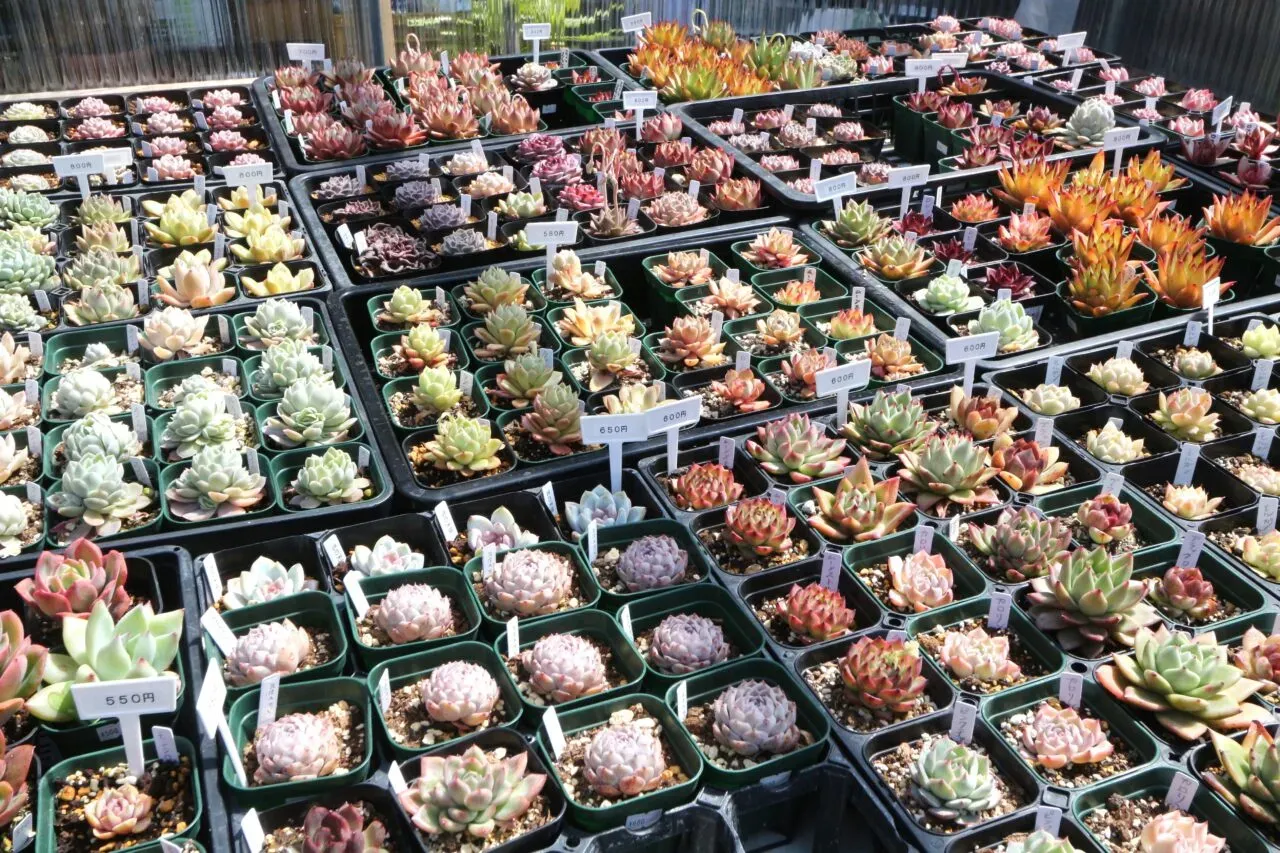 和歌山 多肉植物イベント情報と交流の場
