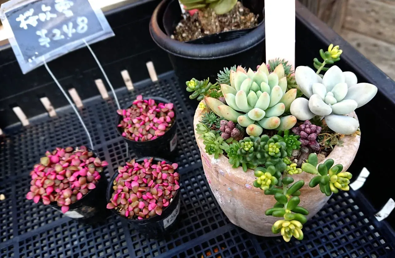 和歌山の気候に合わせた多肉植物の育て方