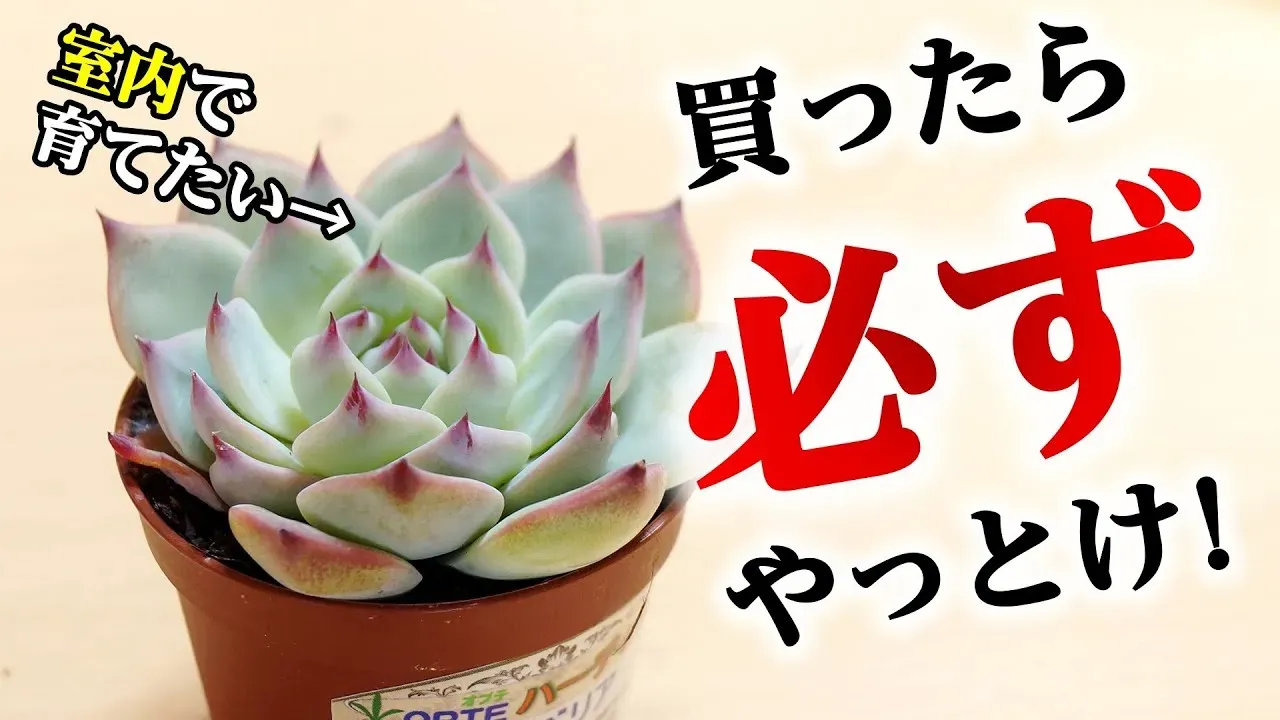 基本からわかる！エケベリア 育て方 初心者編【日当たり・水やり】