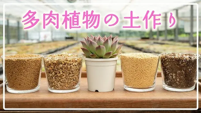 基本用土と補助用土：多肉植物の土の材料を知る