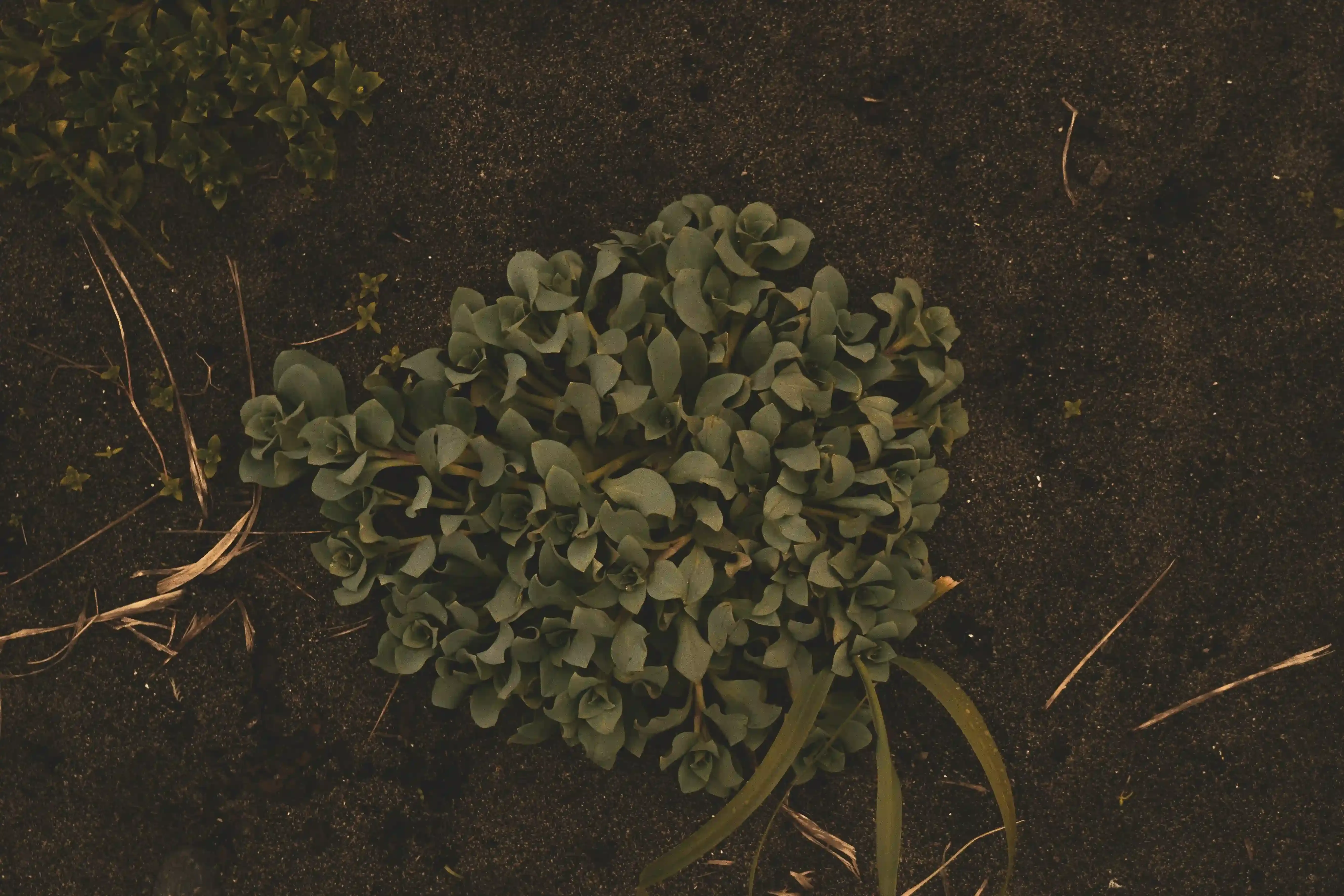 増やした多肉植物のその後の管理方法