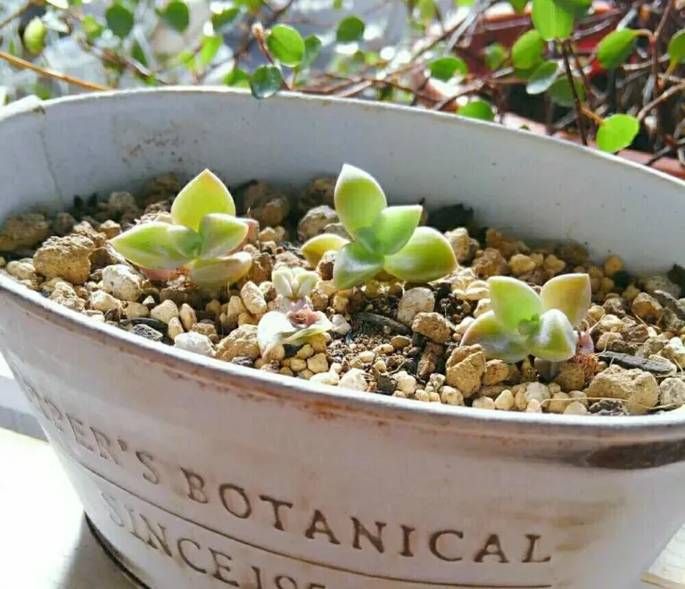 増やした多肉植物を元気に育てるには？その後のケア