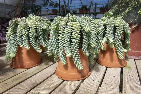 増やし方と寄せ植え：多肉植物セダムをもっと楽しむ