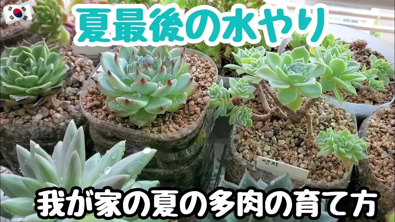 夏の多肉植物、水やりの基本ルールとタイミング