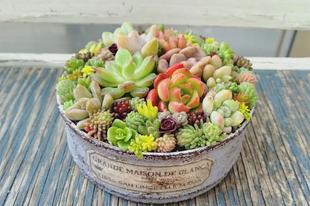 多肉植え替え時期に備える準備と、やさしい植え替え手順