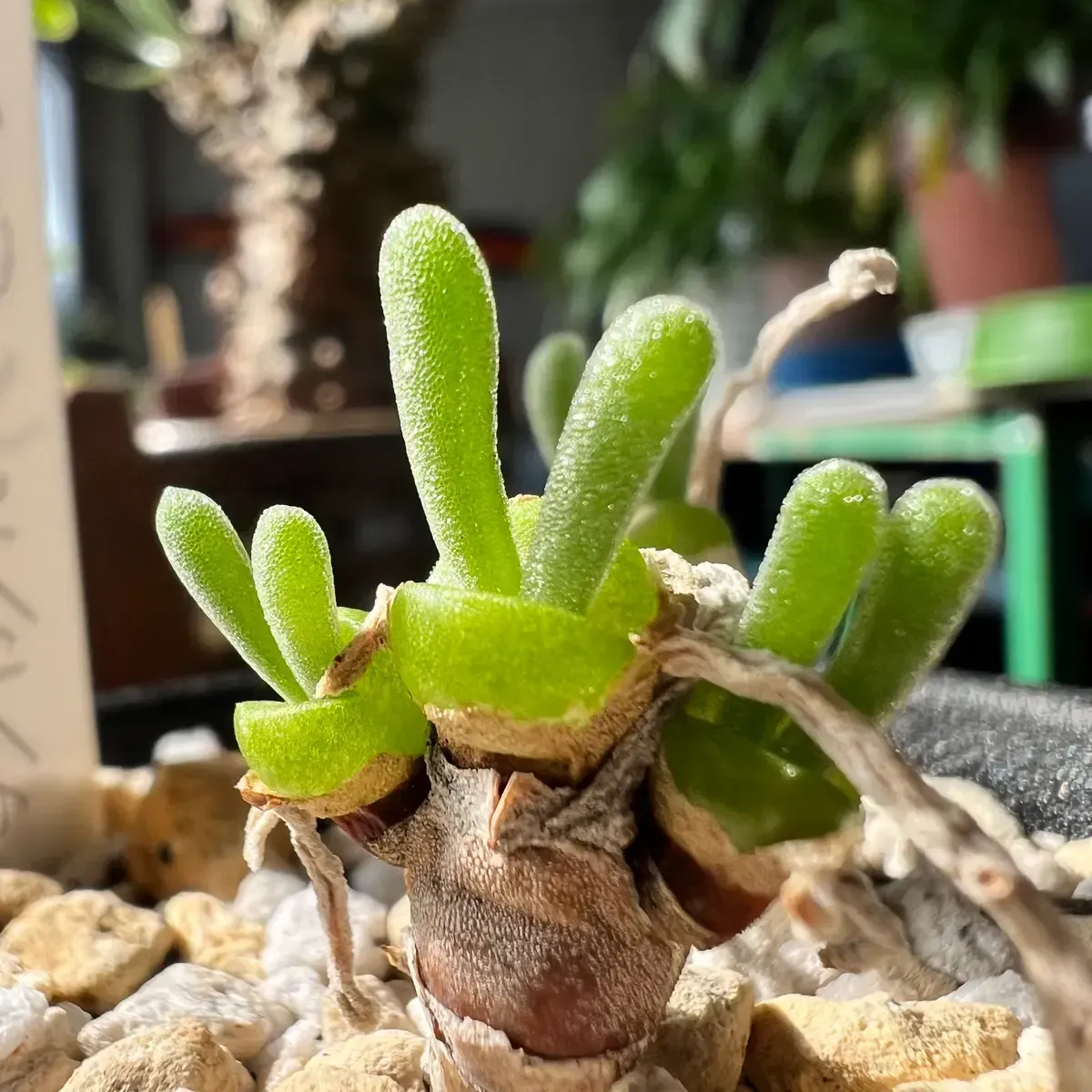 多肉植物 うさぎの耳 モニラリア 育て方でよくある疑問