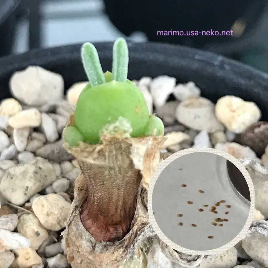 多肉植物 うさぎの耳 モニラリア 育て方の基本：置き場所と水やり