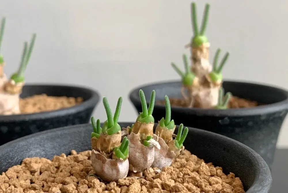多肉植物 うさぎの耳、そのふわふわの魅力とは？