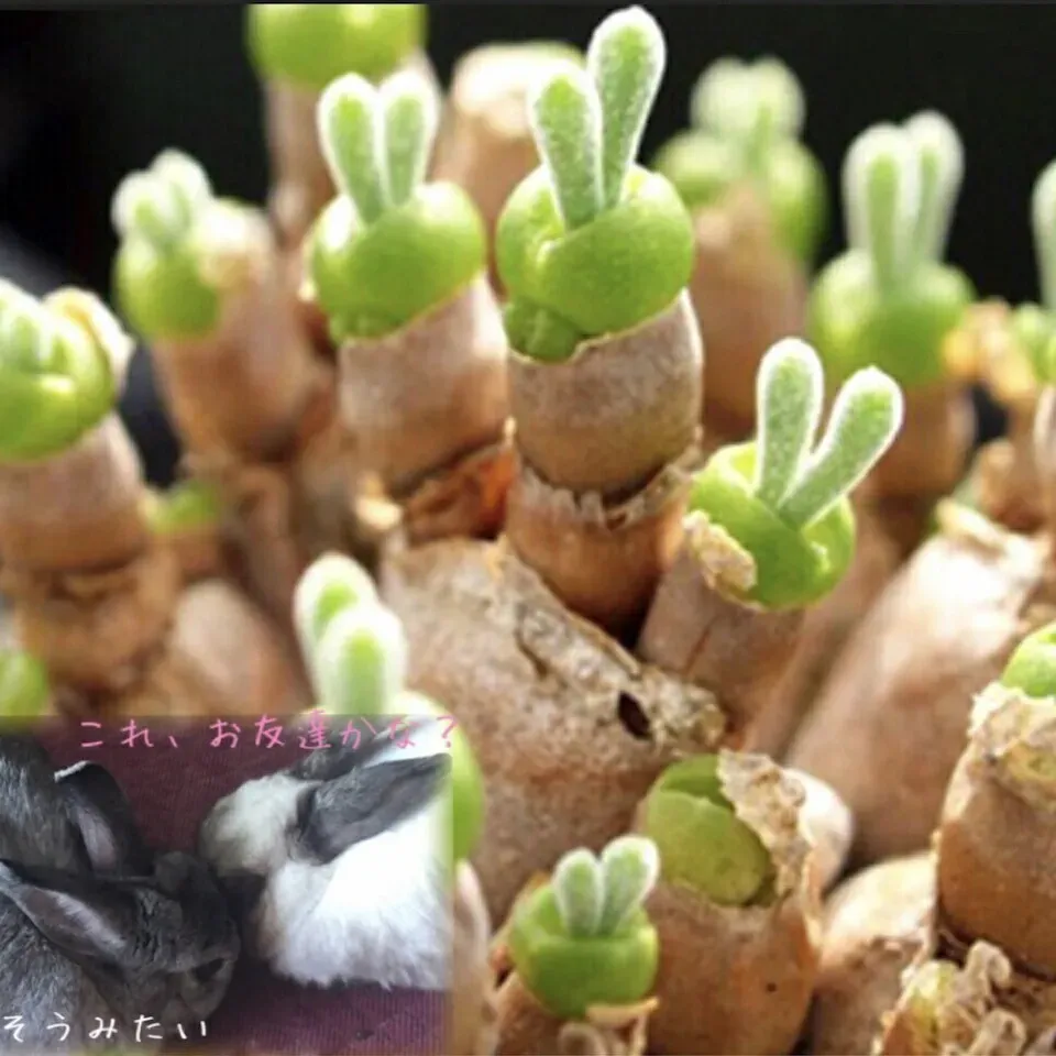 多肉植物 うさぎの耳の基本の育て方