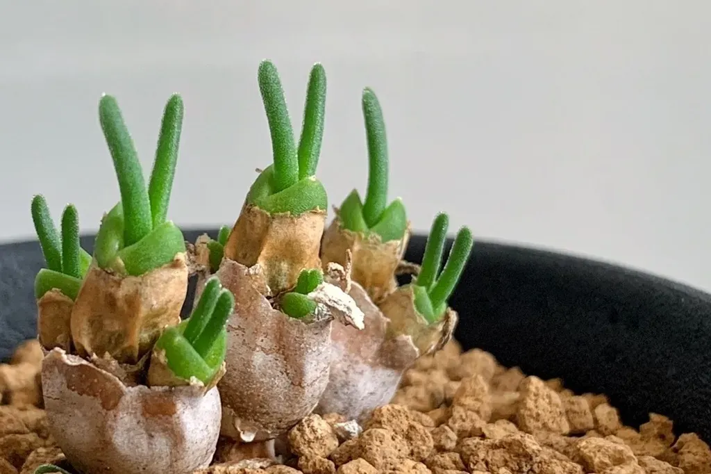 多肉植物 うさぎの耳を増やす方法
