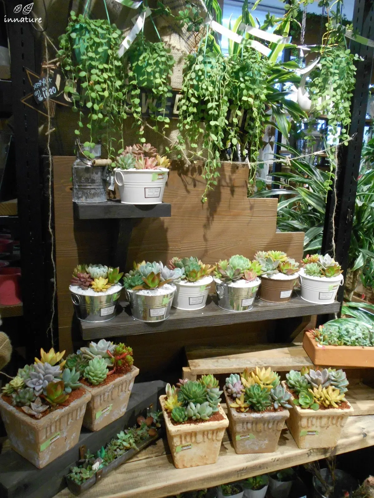 多肉植物 お店選びでチェックすべきポイント