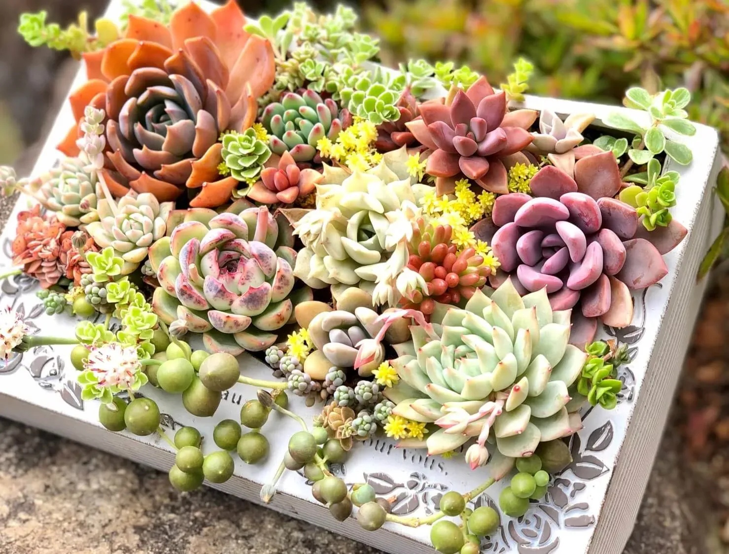 多肉植物 かわいい 種類 人気のヒミツ