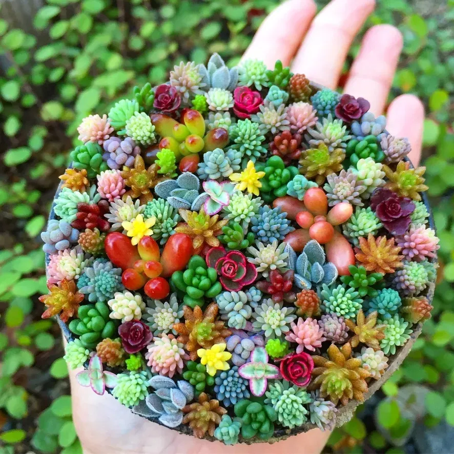 多肉植物 ちまちま寄せ植えとは？なぜ人気？