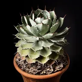 多肉植物 とげがあるタイプとは？その魅力と注意点