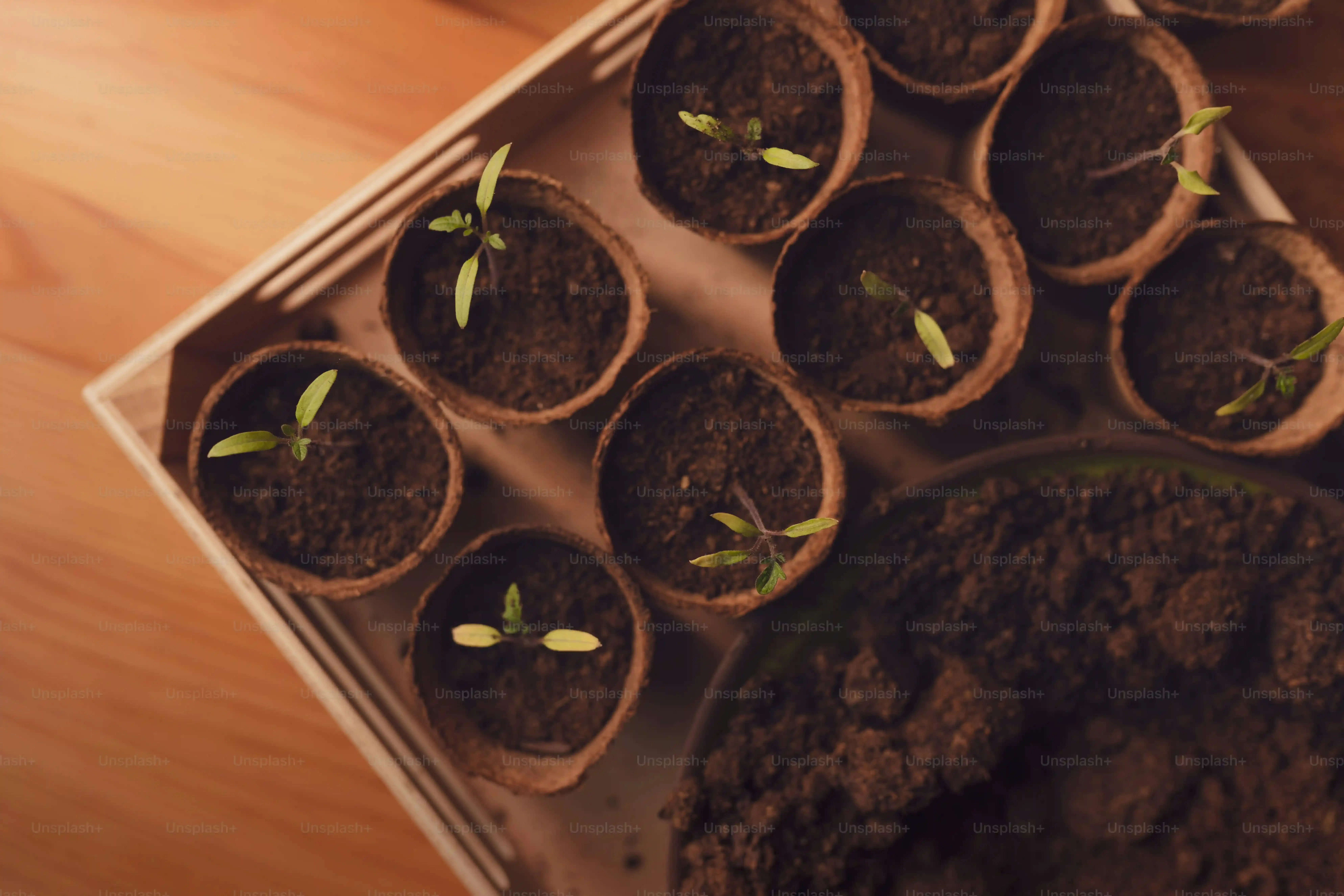 多肉植物 はさし 芽がでたら、まずは観察