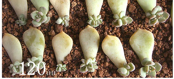 多肉植物 はさし 芽がでたら【絶対成功】させる！次の【重要】ステップと育て方