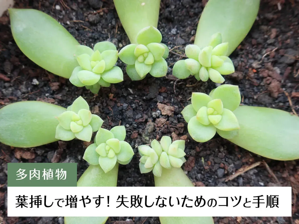 多肉植物 はさし 芽が出た後の水やりと置き場所