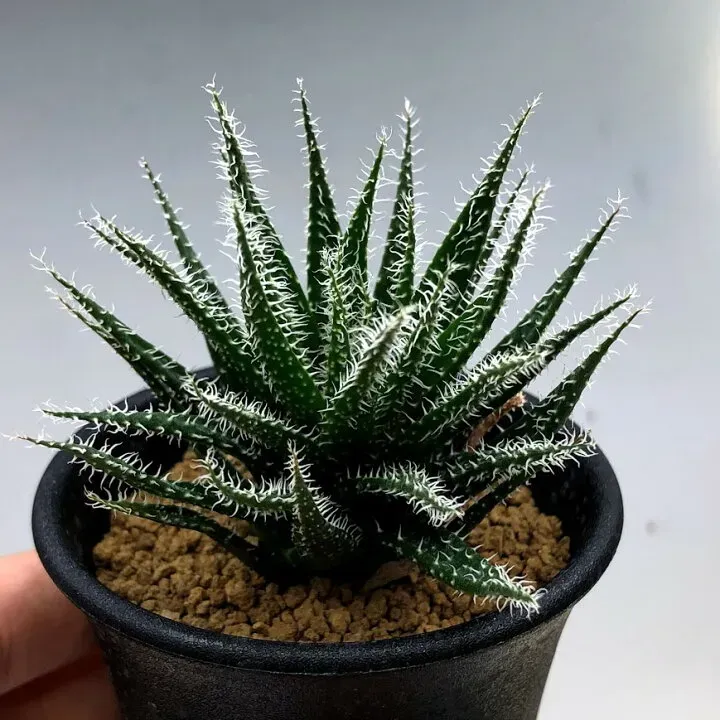 多肉植物 アロエをもっと楽しむ！増やし方とアレンジ