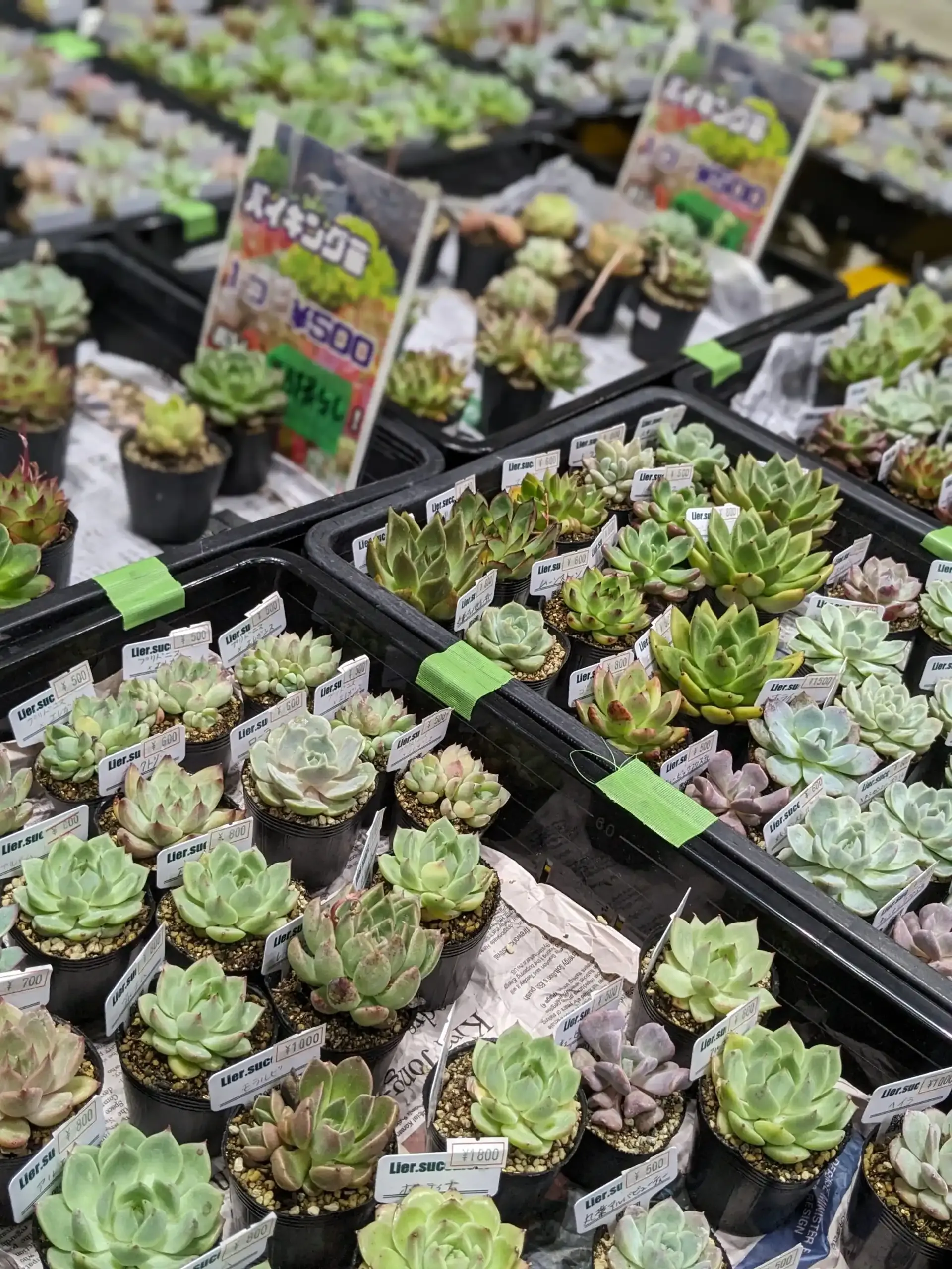 多肉植物 イベント 関東、参加するメリットと魅力