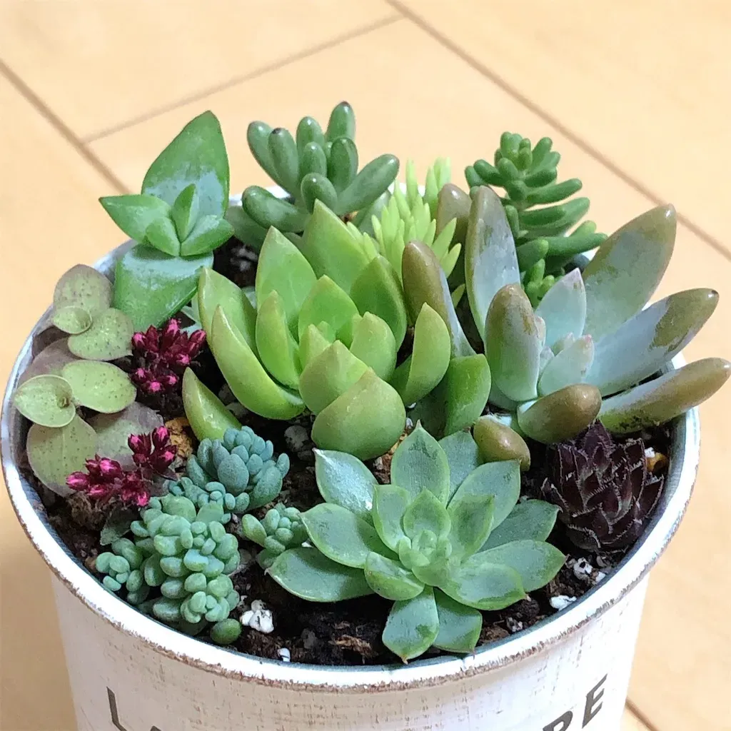 多肉植物 カット苗で楽しむ寄せ植え
