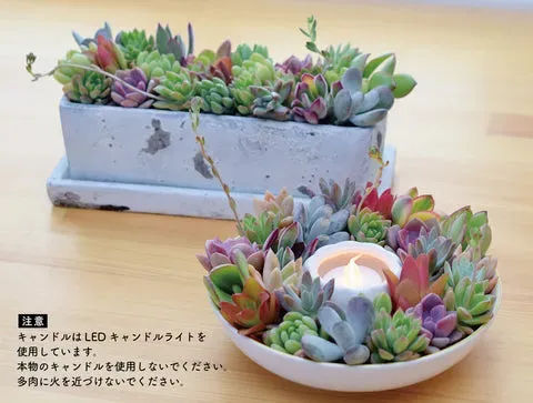 多肉植物 カット苗の入手方法と選び方