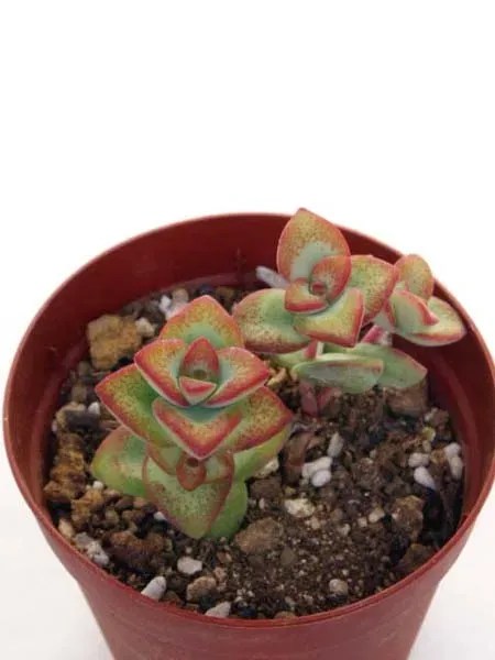 多肉植物 クラッスラ属とは？驚きの多様性