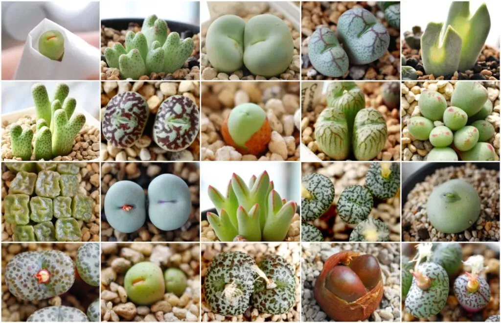 多肉植物 コノフィツム 種類別図鑑：人気の顔ぶれから通好みまで