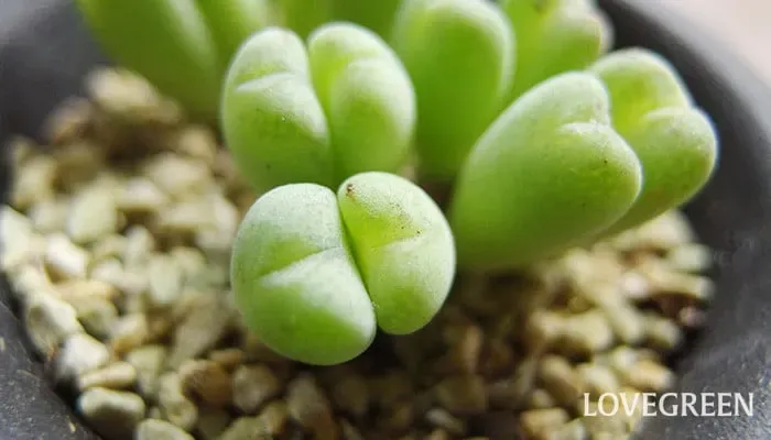 多肉植物 コノフィツム 種類図鑑：美しい姿と育て方の【完全ガイド】